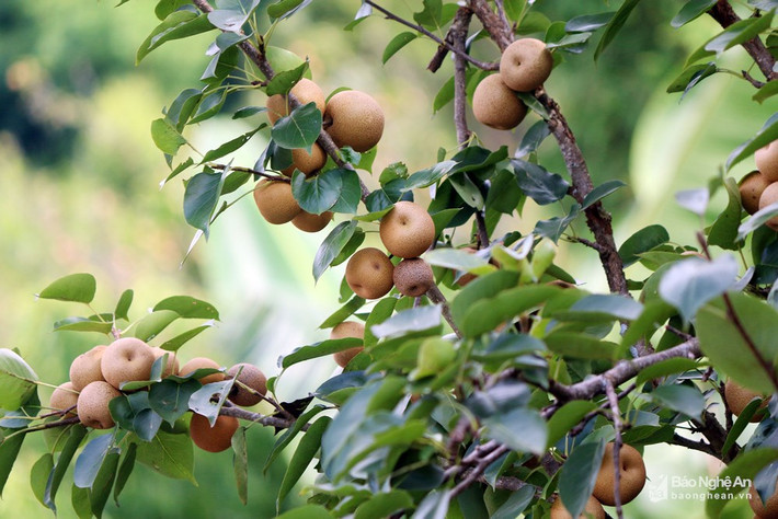 Thích hợp với thổ nhưỡng, khí hậu nơi đây nên năm nào cây lê cũng trĩu quả và rất thơm ngon. Lê rừng được xếp vào một trong những loại trái cây tốt cho sức khỏe bởi chứa nhiều chất xơ hơn hầu hết các trái cây khác, rất có lợi cho tiêu hóa. Lê rừng được bán ở các chợ với giá từ 15.000-20.000 đồng/kg. Ảnh: Đào Thọ.