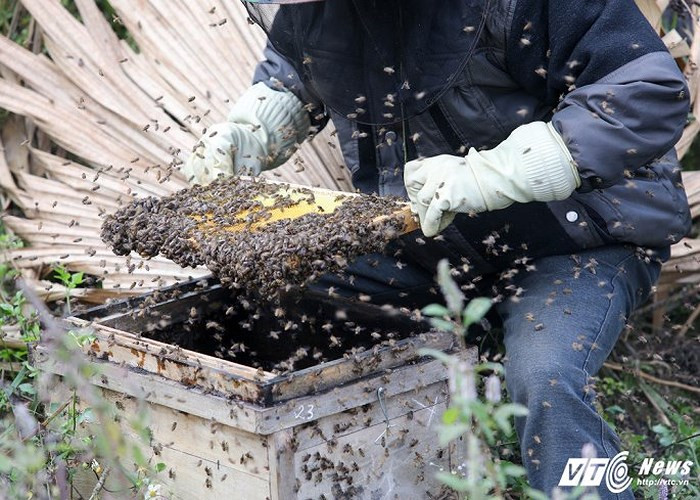 Mùa thu hoạch mật ong bạc hà rơi vào tháng 11, 12. Đây là thời điểm hoa bạc hà nở rộ nhất trong năm.