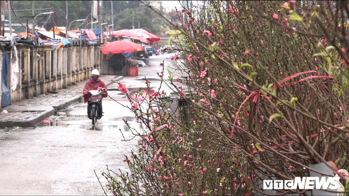 "Đào có 2 loại gồm đào phai và đào bích, năm nay gia đình có khoảng hơn 100 cành đưa ra bán. Thú chơi đào sớm của người dân thường từ tháng 10 đến hết tháng 11 âm lịch", bà Công nói.