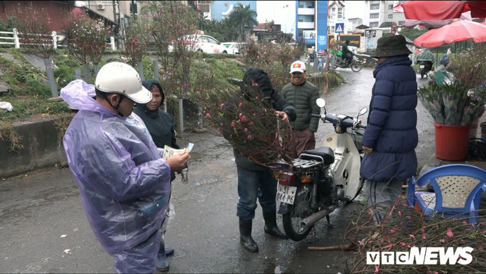 Lý giải về việc này, bà Đỗ Thị Công (trú tại Nhật Tân, quận Tây Hồ, TP Hà Nội) cho biết: "Thường nhà tôi sẽ trồng một số luống đào sớm hơn và cho nở hoa trước Tết để dễ bán hơn. Tuy nhiên do thời tiết nắng ấm kéo dài nên lứa đào trước vụ lại nở sớm hơn so với dự đoán. Khoảng 2 ngày nay tôi đã bắt đầu cắt đào ra chợ bán, họ thường mua về đi chùa hoặc chưng trước Tết.