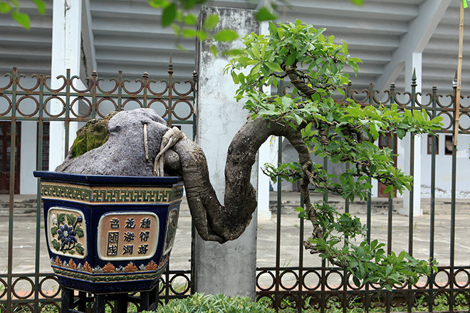 Những gốc cây “khủng” có giá 60 – 70 triệu đồng.