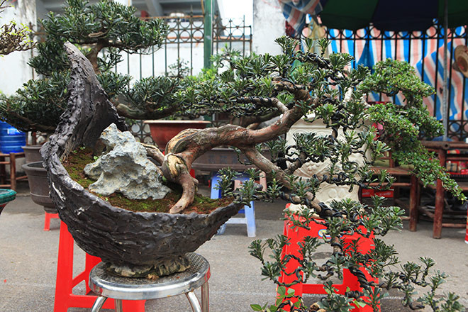 Những cây nhỏ có dáng bonsai cũng có giá trị cao.