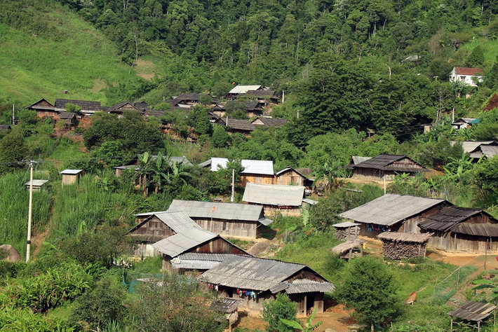 Trên các bản làng người Mông ở xã Tây Sơn (huyện Kỳ Sơn) thời điểm này đang là mùa chín rộ của quả mắc cọp (hay còn gọi là lê rừng). Ảnh: Hữu Vi.
