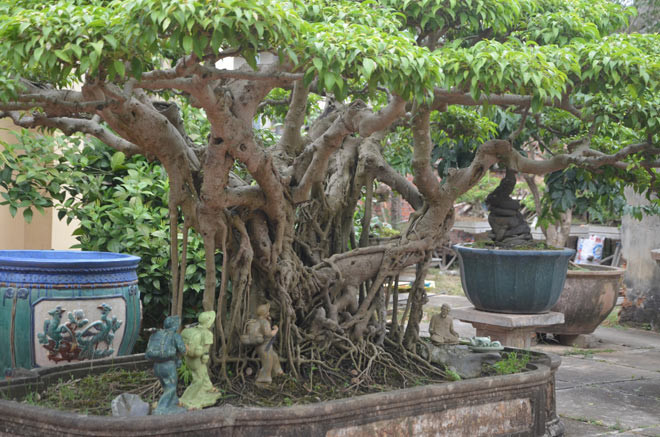 Đây là “kiệt tác” đầu tay của ông Ngọ. Ông Ngọ luôn coi cây sanh này là “bảo bối” trong nhà. Cây sanh có nhiều thân nhỏ gắn kết với nhau tạo thành một tổng thể thống nhất đồ sộ.
