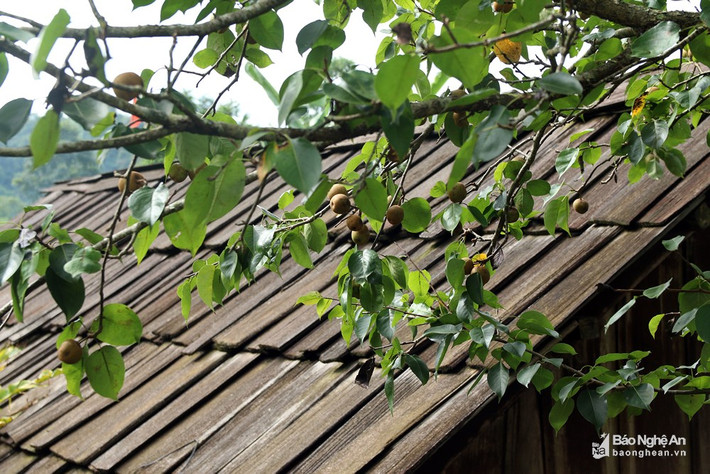 Những cành lê rừng sum suê phủ lên mái nhà lợp bằng gỗ sa mu của người Mông ở bản Huồi Giảng 3. Ảnh: Đào Thọ.