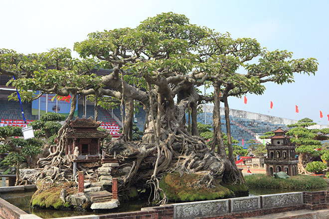 Theo chủ nhân của tác phẩm, cây sanh cổ này được xếp vào dạng “hiếm có, khó tìm” nhờ hình dáng độc đáo và bông tán đẹp mắt, cây có chiều cao 1m2, tán xòe rộng 3m và đường kính thân là 30cm.