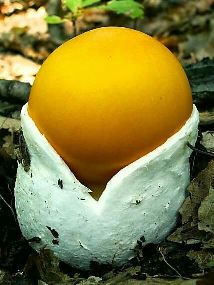 Để mua được nấm César, khách thường phải đặt trước 5-10 ngày. Ảnh: Pinterest.