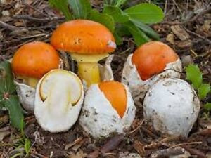 Một nguyên nhân nữa khiến giá nấm hột gà đắt đỏ là bởi chúng chỉ có theo mùa từ tháng 5 đến tháng 9. Ảnh: eBay.