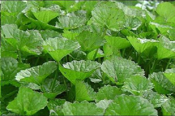 Là một thảo dược, cây tầm ma có giá bán khoảng 120.000 đồng/cây.