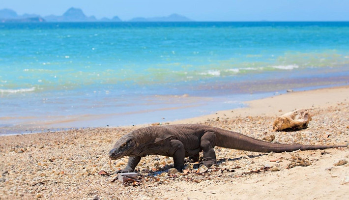 Rồng Komodo là loại thằn lằn lớn nhất trên thế giới, với chiều dài trung bình 2-3 m. Loài này chỉ sinh sống tại một khu vực nhỏ bé ở Indonesia và không thể tìm thấy ở bất cứ nơi nào khác trên thế giới. Hiện còn hơn 2.800 cá thể rồng Komodo ở vườn quốc gia Komodo, Indonesia. Ảnh: Getty.