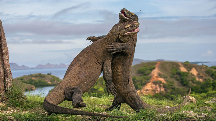 Người dân trên đảo cũng hết sức kính trọng và bảo vệ loài rồng Komodo. Theo truyền thuyết của họ, một công chúa trên đảo đã sinh đôi, với một người và một con rồng. Vì vậy rồng và người là hai anh em và có mối liên hệ mật thiết. Ảnh: Getty.