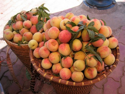 Ngoài ra, hương vị đào Sapa cũng khác, ngọt nhẹ, chứ không bị nhũn như đào bán ngoài thị trường. Ảnh: Tieudungplus.