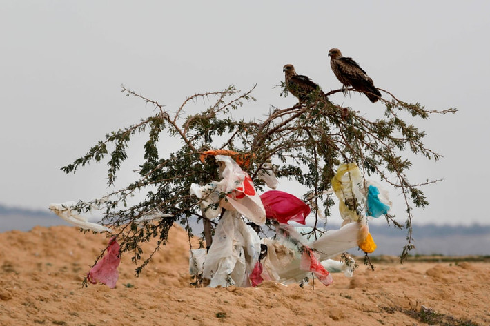 Cặp diều hâu đen đậu trên cây đầy túi ni lông giữa sa mạc Negev gần Rahat, Israel. (Nguồn Guardian)