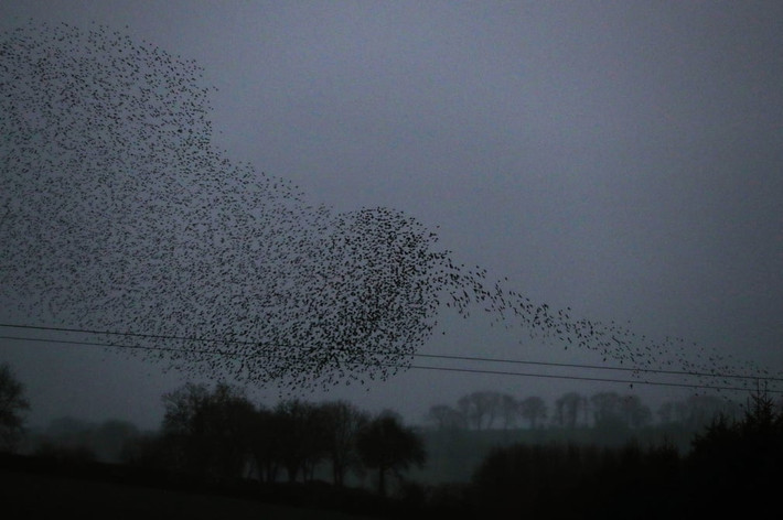 Đàn chim sáo đá bay trên bầu trời tại ngôi làng Nobber ở Meath, Ireland. (Nguồn Guardian)
