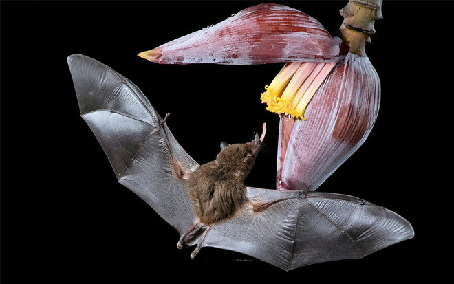 Dơi lưỡi dài hút mật hoa chuối ở Costa Rica. (Nguồn Guardian)