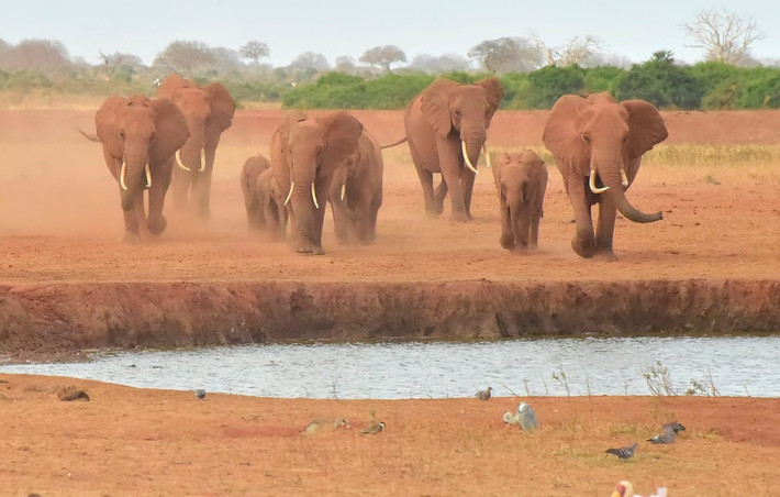 Đàn voi hoang dã chạy tới hố nước trong vườn quốc gia Đông Tsavo ở Kenya. (Nguồn Guardian)