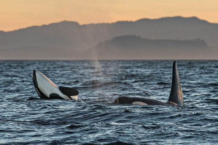 Cá voi sát thủ bơi trên mặt biển ở ngoài khơi đảo Vancouver, British Columbia, Canada. (Nguồn Guardian)