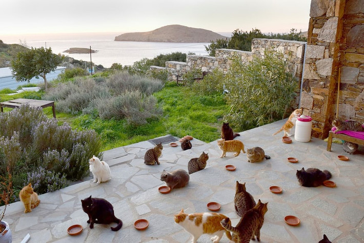 Những con mèo hoang sống trên đảo Syros, Hi Lạp. (Nguồn Guardian)