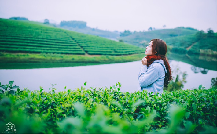 Đảo chè Nghệ An hay cụ thể là ở Cầu Cau rất khác với những đồi chè ở Mộc Châu, Thái Nguyên hay Đà Lạt bởi nó dược bao quanh bằng hệ thống hồ. Chính bởi điều này đã tạo nên nét vẽ đầy thơ mộng trong bức tranh quê hương xứ Nghệ. Ảnh: LamLe