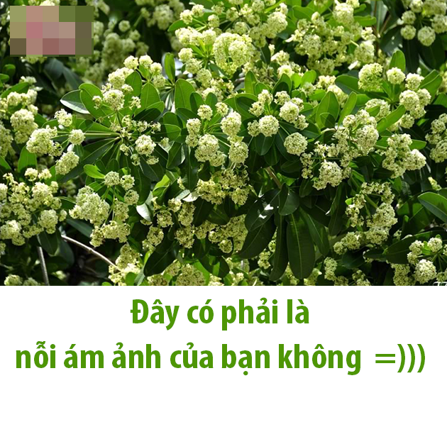 Với nhiều người, khi cơ thể non nớt còn chưa kịp hình thành thói quen mang khẩu trang lúc ra đường dạo phố thì sự "tấn công" của hoa sữa thật khủng khiếp. Không còn mùi hoa sữa thoang thoảng nữa mà trong mùa thu đông năm nay, nhiều người cho rằng nó đã trở nên đậm đặc khiến khứu giác của mọi người không chịu nổi.