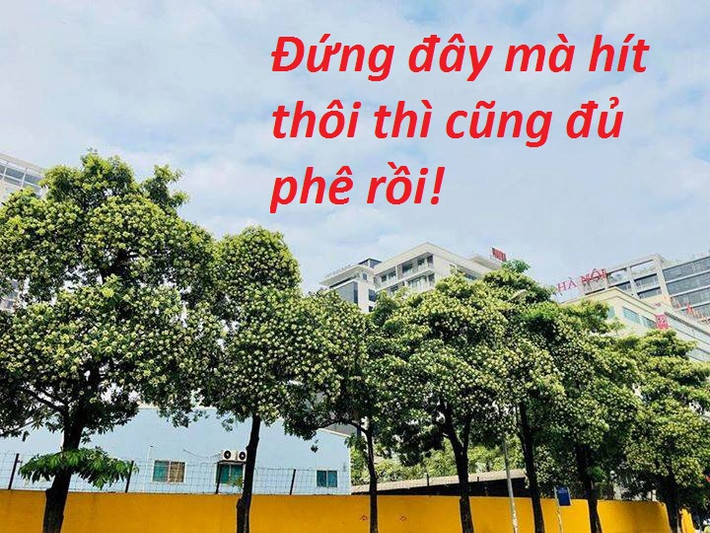 Theo nhiều nhận xét của các gia chủ có cây hoa sữa trước nhà, loài hoa này bị kì thị bởi mùi hương khá mạnh, khi trồng quá dày, tiếp xúc hương hoa mật độ cao sẽ trở nên khó chịu, nhiều người mẫn cảm sẽ có thể sẽ thấy choáng váng, mệt mỏi.