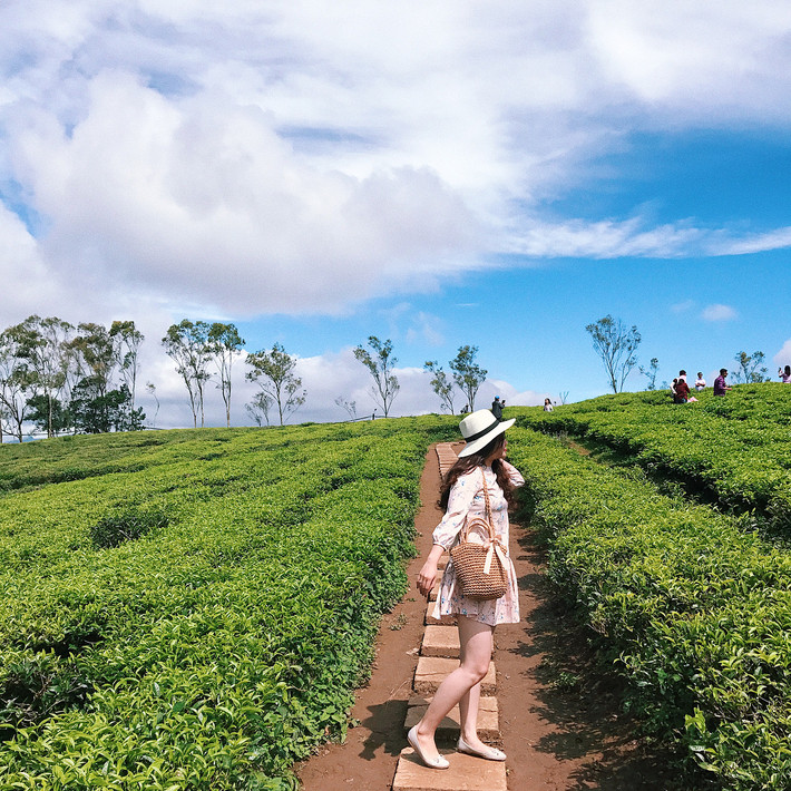 Đồi chè Gia Lai nằm trên bờ Bắc Biển Hồ, gọi là Biển Hồ chè bởi đó là sự kết hợp giữa hồ nước thủy lợi và nương chè bạt ngàn. Đây là địa điểm nằm cách thành phố Pleiku khoảng 13 km, nằm trên địa phận huyện Chư Pah và được hình thành từ khi người Pháp ở Gia Lai những năm 20 thế kỷ trước.