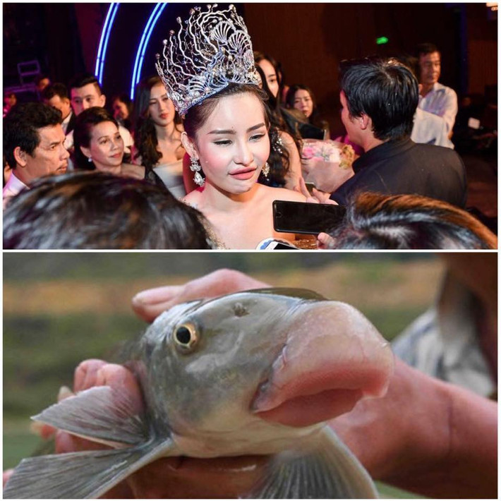 Hình ảnh so sánh nhan sắc của tân Hoa hậu Đại dương 2017 - Ngân Anh với một chú cá được dân mạng liên tục chia sẻ trên mạng xã hội những ngày qua.