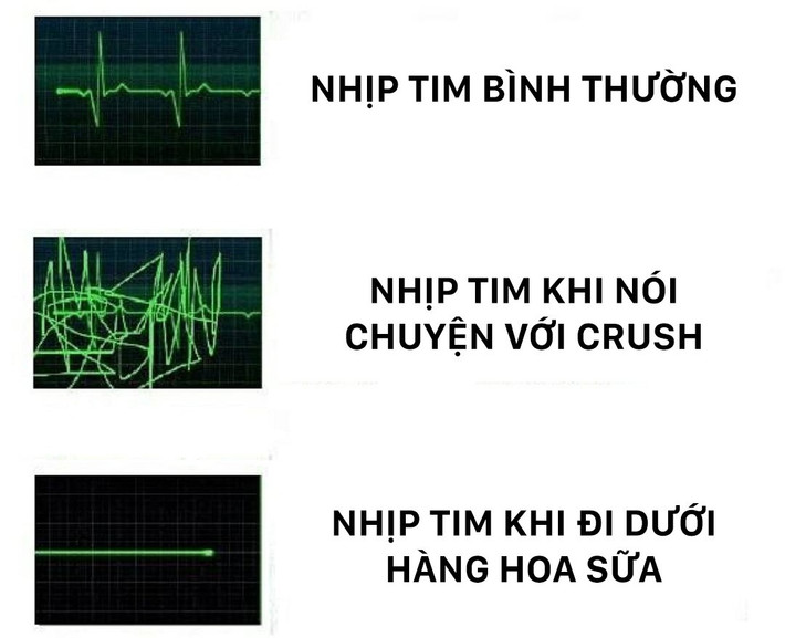 Theo dân mạng bình luận, hoa sữa giờ chẳng còn tình mà cũng chẳng còn thơ, chỉ thấy giữa nhiều người và hoa sữa không thể đứng chung trên một mảnh đất. Có người còn khẳng định rằng họ có cảm giác tim như... ngừng đập, mũi như ngừng thở khi phải đi dưới hàng hoa sữa.