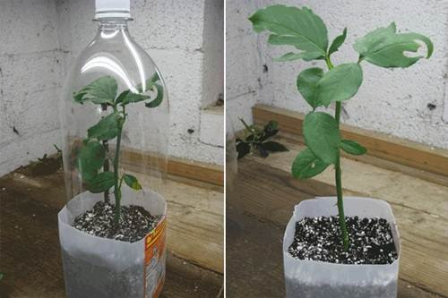 Sau đó cắm cành chiết vào đất trồng đã được chuẩn bị. Bạn có thể đặt 2-3 cành chiết trong 1 can nhựa và dùng chiếc chai nhựa còn lại (chai 1 lít) để chụp lên trên (như hình).