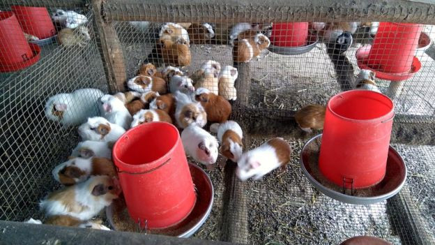 Loài động vật gặm nhấm này cần rất ít không gian và cũng dễ nuôi với chỉ vài mẩu rau củ, vậy nên chúng là đối tượng lý tưởng trong chăn nuôi. Tuy nhiên, chuột lang thường chỉ được cho ăn cỏ linh lăng để đảm bảo thịt của chúng càng mềm ngọt càng tốt.