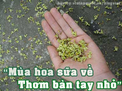 Mùi hoa sữa đã từng bước vào thơ ca khi nhắc đến mùa thu Hà Nội. Hãy tưởng tượng một sáng tinh sương, dạo khắp phố phường để hít hà cái không khí trong lành pha lẫn chút hương hoa sữa thì còn gì bằng. Tuy nhiên, ngày nay hoa sữa là thứ hoa dễ gây mâu thuẫn, dễ chia rẽ tình anh em, sứt mẻ mối quan hệ đôi lứa khi tranh cãi việc hoa sữa thơm hay hắc...