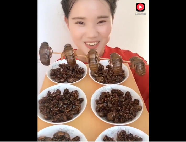 Sau khi clip của cô gái Trung Quốc ăn côn trùng trên xuất hiện, một số người lại tranh thủ 'khoe' về sở thích ăn côn trùng của mình. Họ cho biết, nếu chế biến một cách khéo léo, những con vật tưởng như nguy hiểm này sẽ trở thành các món ăn bổ dưỡng, thơm ngon.