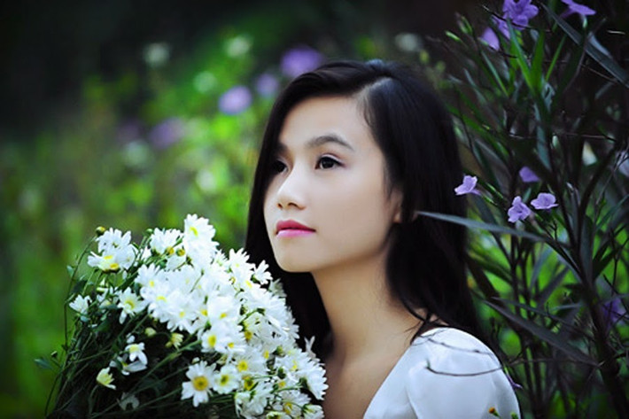 Cúc họa mi được trồng rải rác ở khu bãi đá sông Hồng, thuộc phường Nhật Tân, đoạn sau chợ hoa Quảng An, quận Tây Hồ. Trong vườn, cúc họa mi được trồng xen với các luống đào và cúc đại đóa.