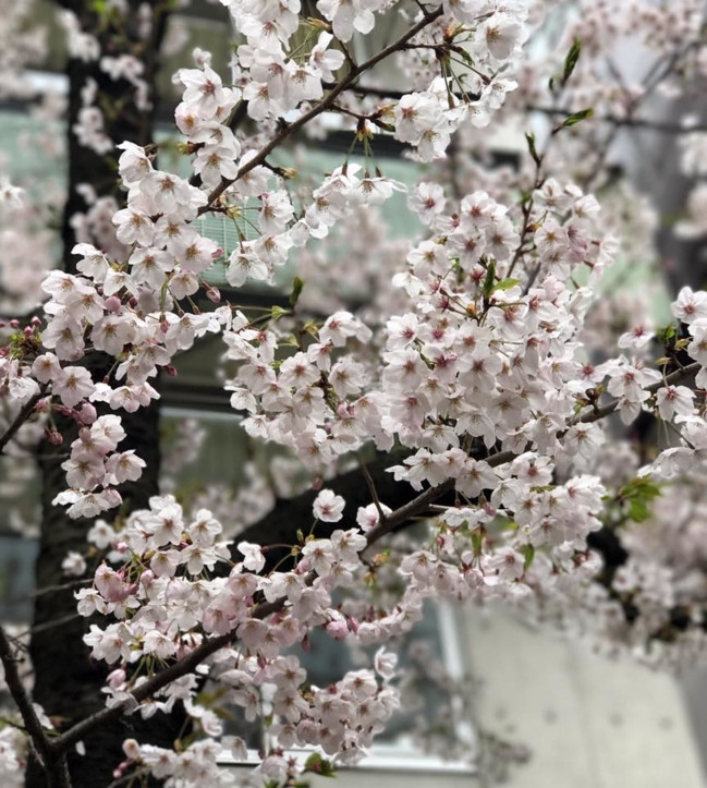 Hoặc bạn có thể vừa chèo thuyền, vừa ngắm hoa rũ xuống hai bên bờ sông thật lãng mạn ở công viên Kitanomaru. Hoa anh đào ở công viên Handayama - công viên nổi tiếng nhất tỉnh Okyama cũng là một địa điểm rực rỡ sắc hoa không kém.