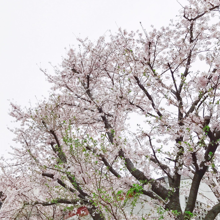 Ngoài Tokyo, thì thành phố Kanazawa, tỉnh Ishikawa cũng là địa danh có tên tuổi gắn liền với khu vườn anh đào Kenrokuen, một trong ba khu vườn nổi tiếng nhất cả nước. Đây là nơi thích hợp để thưởng ngoạn và trải nghiệm mùa hoa anh đào.