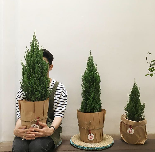 Ngoài vẻ ngoài bắt mắt thì nhiều người còn thích mua Sơn Tùng vì cây có dáng cao lên theo từng tầng, tạo cảm giác thành công, vươn lên không ngừng.