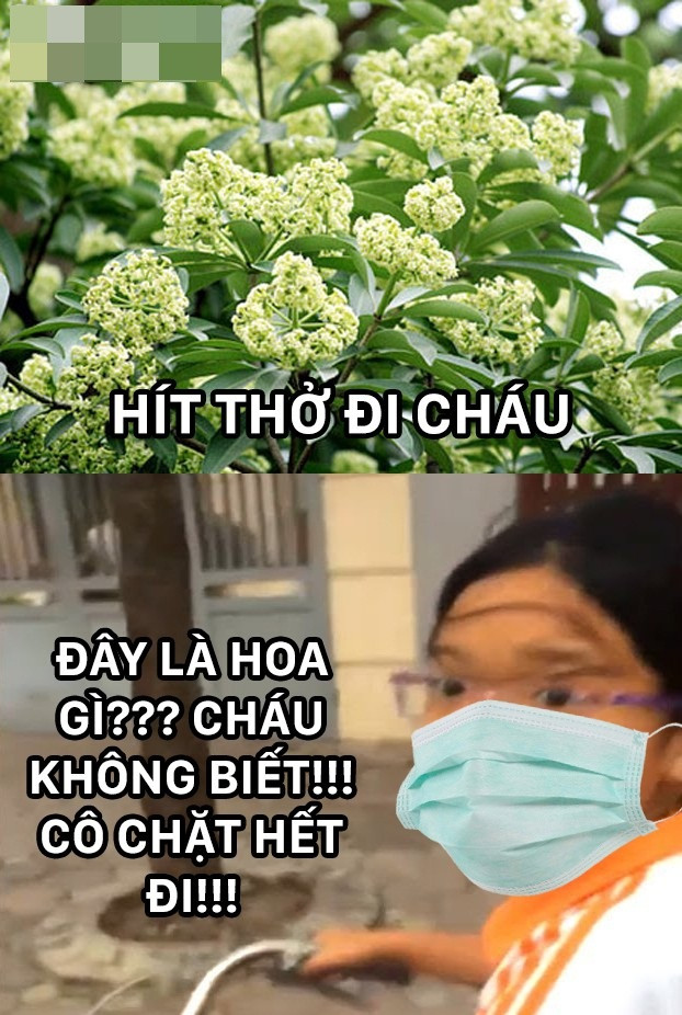 Rất nhiều những bức ảnh chế về kỳ thị hoa sữa đã được cộng đồng mạng chia sẻ mạnh mẽ trong những ngày qua để làm giảm bớt sự ức chế với loài hoa thơm "thái quá" này.