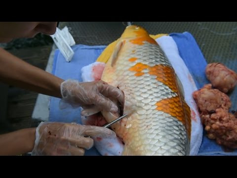 Nhiều bình luận liên quan đến bức hình rán cá cảnh cho rằng, việc rán cá này là một trò chơi trội trước đó của một bà nội trợ Đài Loan, cô vợ này chỉ "nương" theo để dọa chồng.