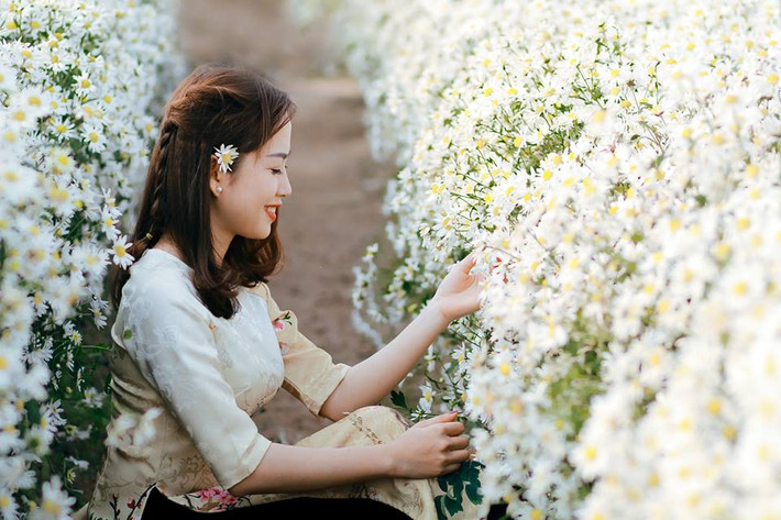 Mùa cúc họa mi đẹp và ngắn, bạn đừng quên lưu lại những shoot hình bên loài hoa đặc trưng của đông Hà Nội.