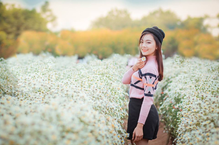 Mùa hoa này thường rất ngắn ngủi, mỗi một mùa cúc họa mi chỉ kéo dài từ 2-3 tuần. Cũng vì vậy mà người ta "vội vã" lưu lại một mùa hoa đẹp nao lòng này.