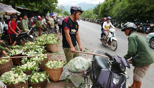 Những năm gần đây, na Đồng Bành đã mang lại thu nhập ổn định cho bà con nơi đây. Ảnh: Dân Việt.
