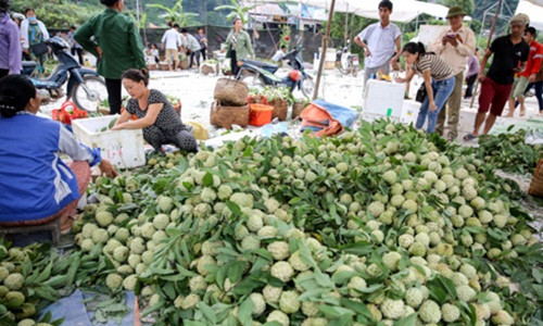 Nhà trồng ít thì vài chục triệu đồng/mùa, gia đình trồng nhiều có thể thu tới hàng triệu đồng/mùa. Ảnh: Tổ quốc. Video: Chợ na lớn nhất cả nước: Được mùa, nhiều quả nặng "khủng" gần 2 kg. Nguồn: VTC16.