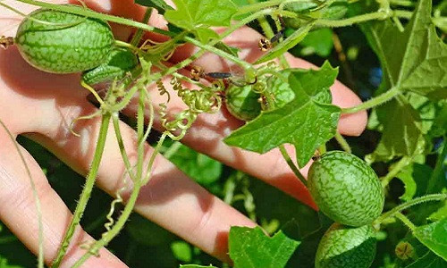 Có nguồn gốc từ Nam Mỹ, giống dưa hấu này nhỏ đúng bằng ngón tay cái. Ảnh: Terroir Seeds.