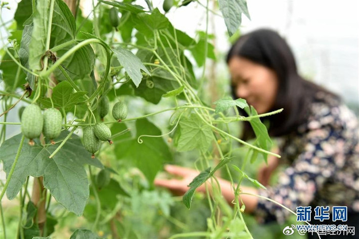 Gần đây, giống dưa hấu "ngón tay" trở thành mặt hàng khá hút khách tại Trung Quốc dù giá bán lên tới 100 NDT (khoảng gần 350.000 đồng/kg). Ảnh: Sina.