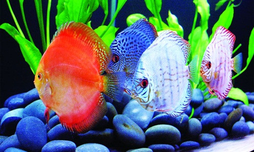 Dù có mức giá đắt đỏ song không ít khách sẵn sàng chi cả trăm triệu đồng để sở hữu một bể cá dĩa đẹp mắt. Ảnh: Canhquanhoanggia.