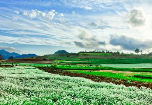 Đặc biệt, tour Hà Nội - Mộc Châu, Hà Nội - Mù Cang Chải 2 ngày 1 đêm với giá từ 1,1 - 1,5 triệu đồng cũng thu hút nhiều bạn trẻ. Ảnh: Dulichvietnam.