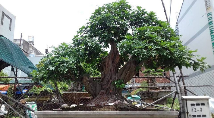 Nhãn cổ thụ bonsai được chủ nhân rao bán với giá 80 triệu đồng. Ảnh: FB Phuong Mai.