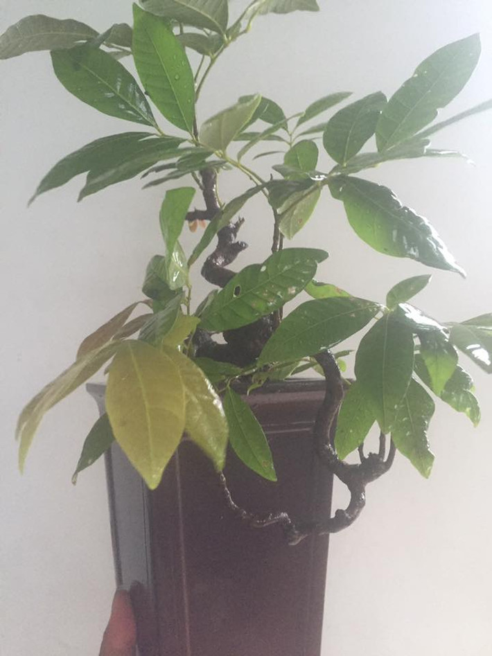 Thân cây mọc ra nhiều nhánh khỏe khoắn. Ảnh: FB Hung Pham.