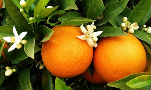 Múi cam to, tép mọng nước màu vàng tươi, ít xơ, vị ngọt thanh, thơm mát và đặc trưng. Ảnh: Luontuoisach.
