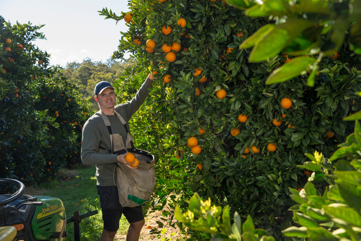 Khi chín, trái cam chuyển màu vàng rực rỡ như ánh nắng mặt trời. Ảnh: WA Citrus.
